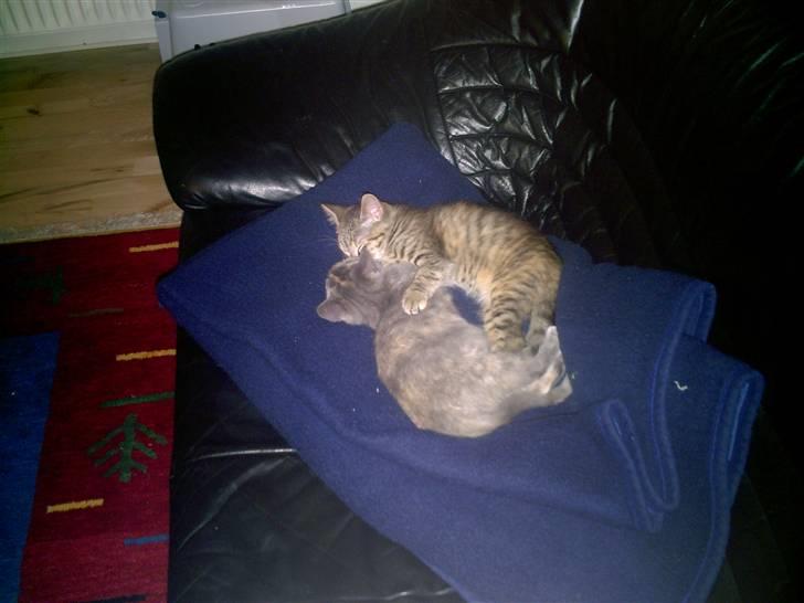 Blanding af racer Lille miss - Mmm... Ligger lige og putter sammen med min veninde trunte;) billede 13