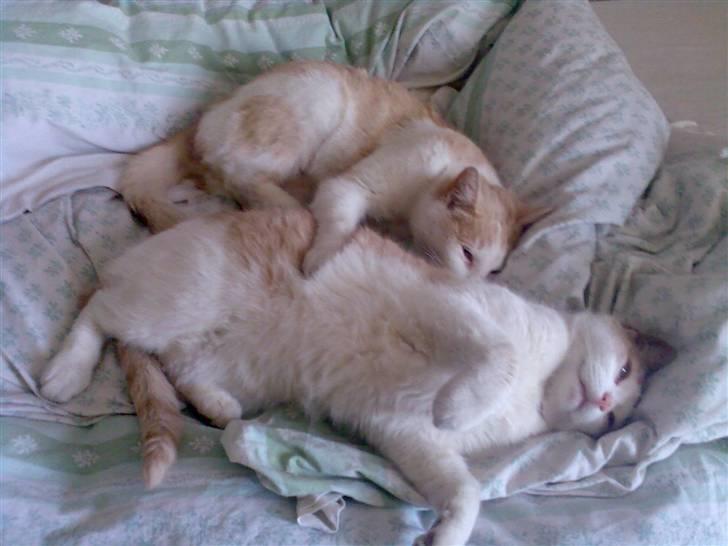 Blanding af racer garfield billede 7