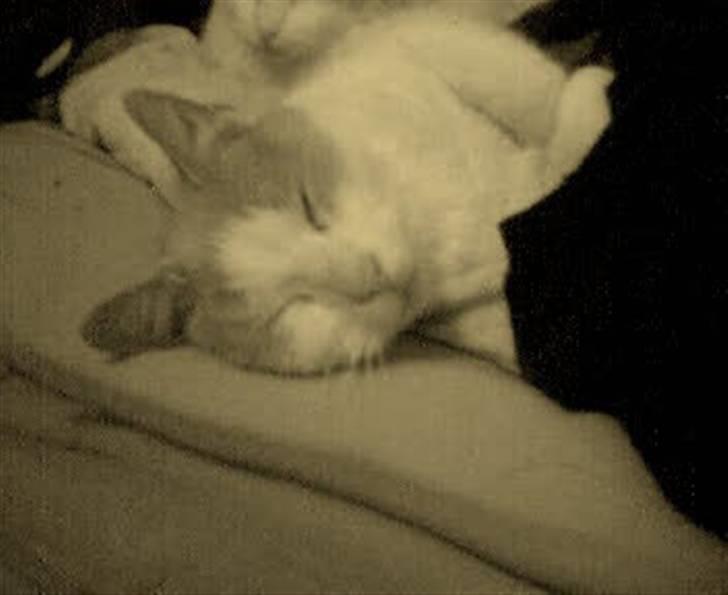 Blanding af racer garfield billede 8