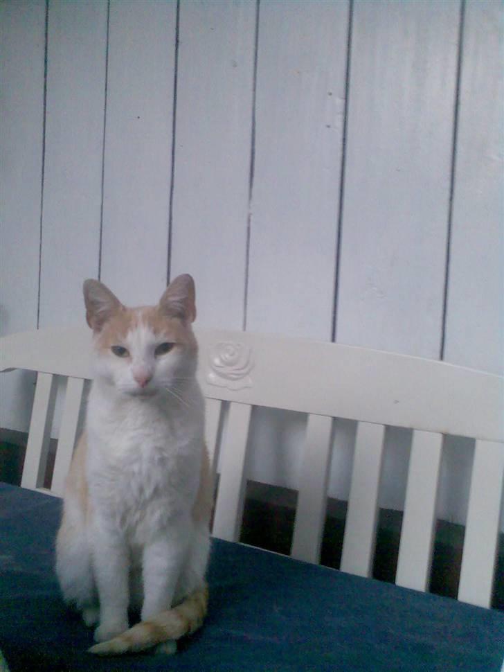 Blanding af racer Pjevs billede 7