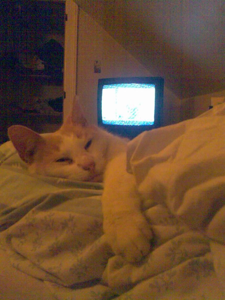 Blanding af racer Pjevs billede 8