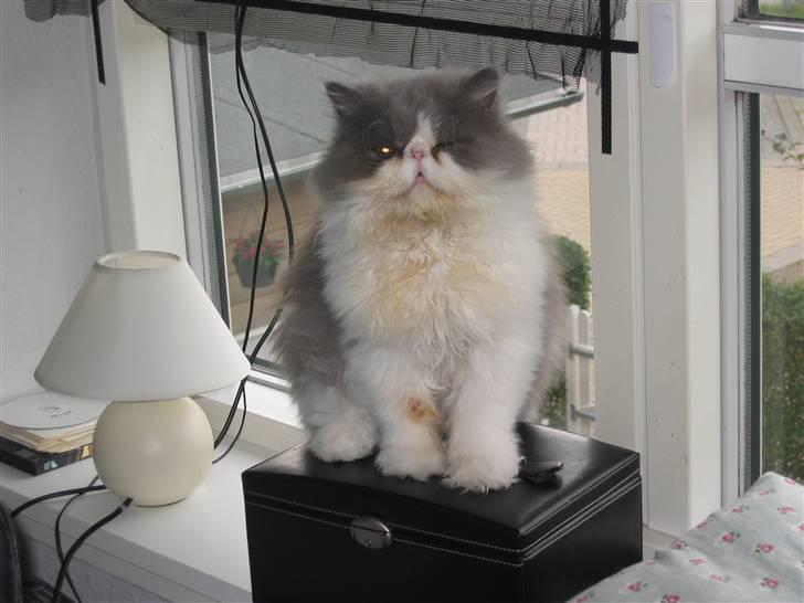 Perser Blob - se mor jeg passer på vores guld billede 6