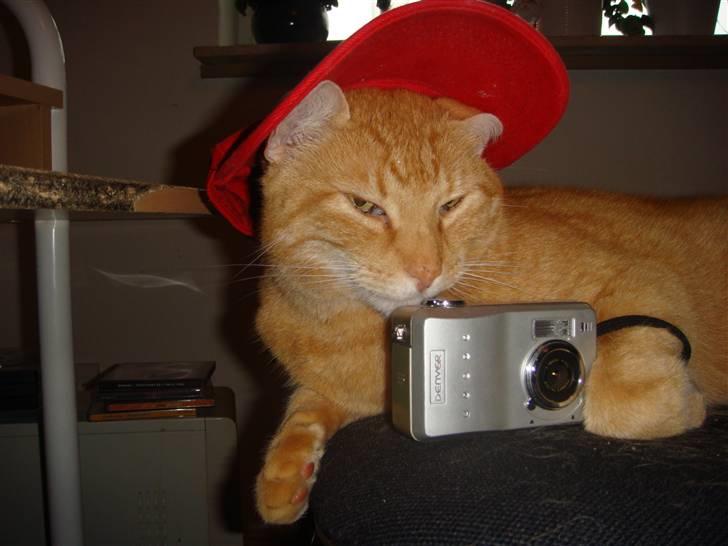 Huskat Oliver (Ollie) *Mikki's* - Ja en rigtig dansk kat ;) hmmm.. god fotograf og meget fotogen ;D billede 1