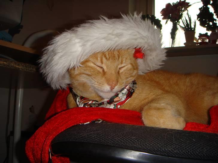 Huskat Oliver (Ollie) *Mikki's* - jeg elsker jul og nisser. .:) billede 3