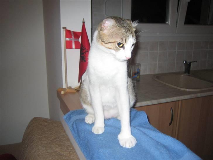 Huskat MELI - Av min pote, en dum bi har stukket mig. billede 6