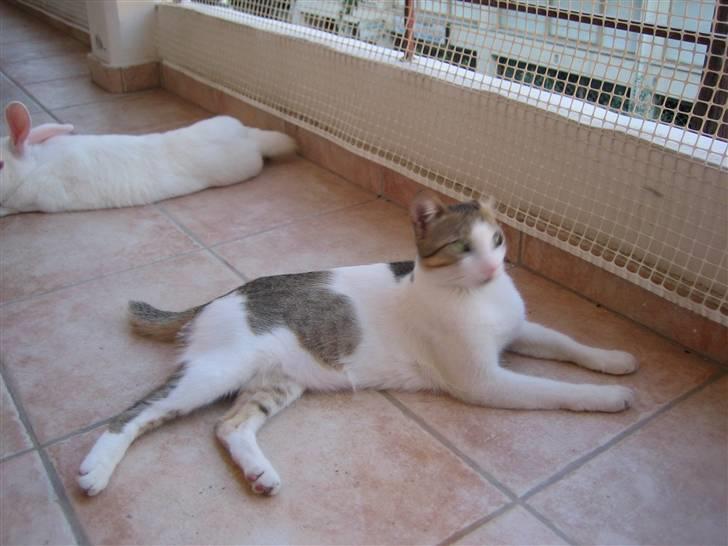 Huskat MELI - Jeg elsker at være på altanen i den græske varme. billede 7