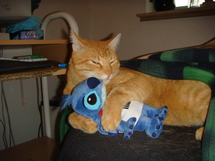 Huskat Oliver (Ollie) *Mikki's* - jeg elsker min kramme bamse!!<3<3 billede 4