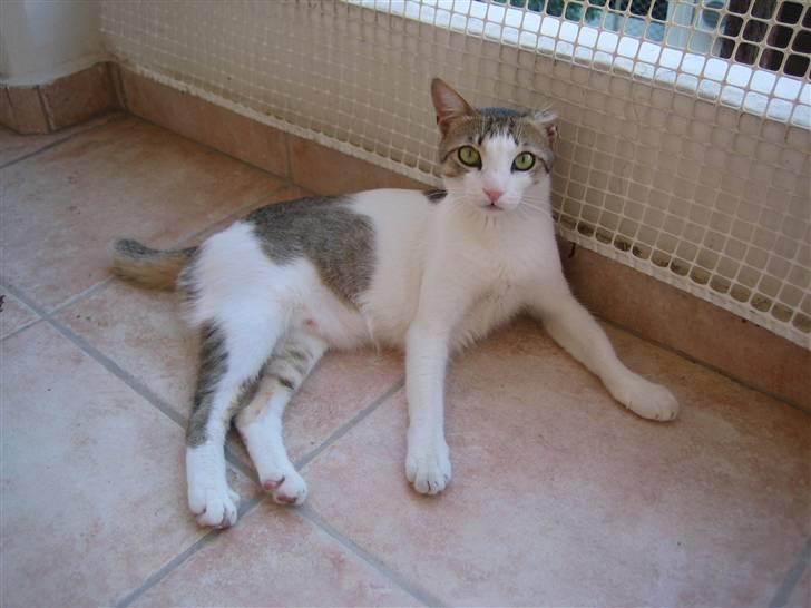 Huskat MELI - Det er godt med en slapper. billede 8