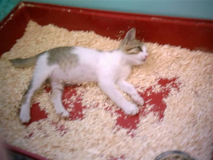 Huskat MELI - Jeg tar´ lige en slapper. billede 10