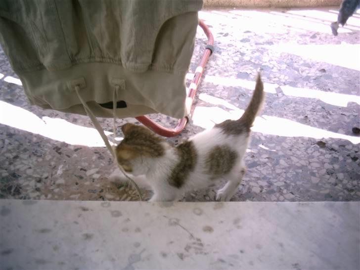 Huskat MELI - Jeg kan godt lide snore. billede 11