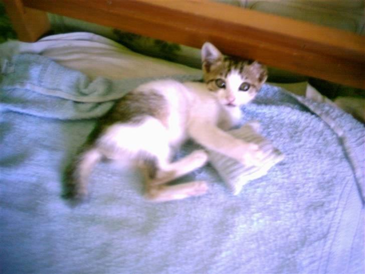 Huskat MELI - Det var godt min plejemor fandt mig, så jeg kunne få en god seng. billede 12