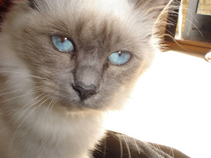 Hellig Birma Feleisa billede 6