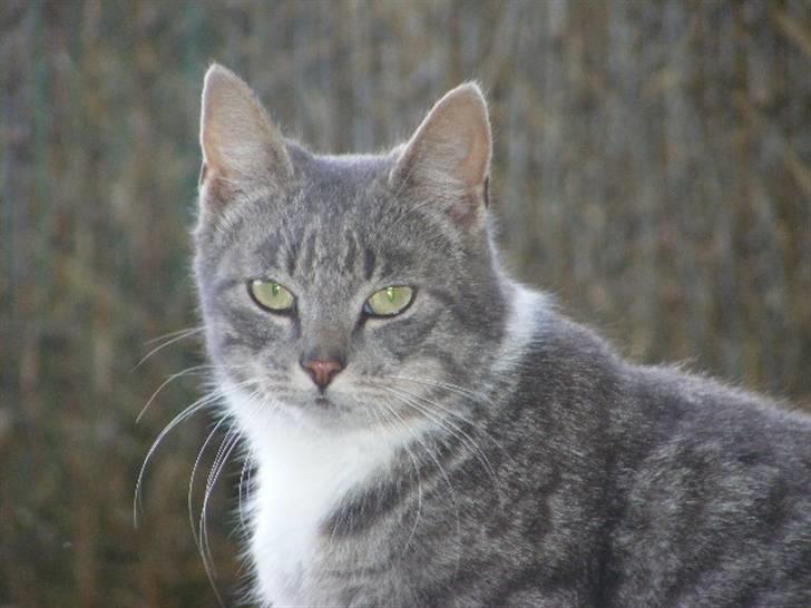 Blanding af racer Mitsi <3 billede 18