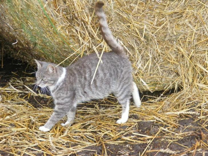 Blanding af racer Mitsi <3 billede 19