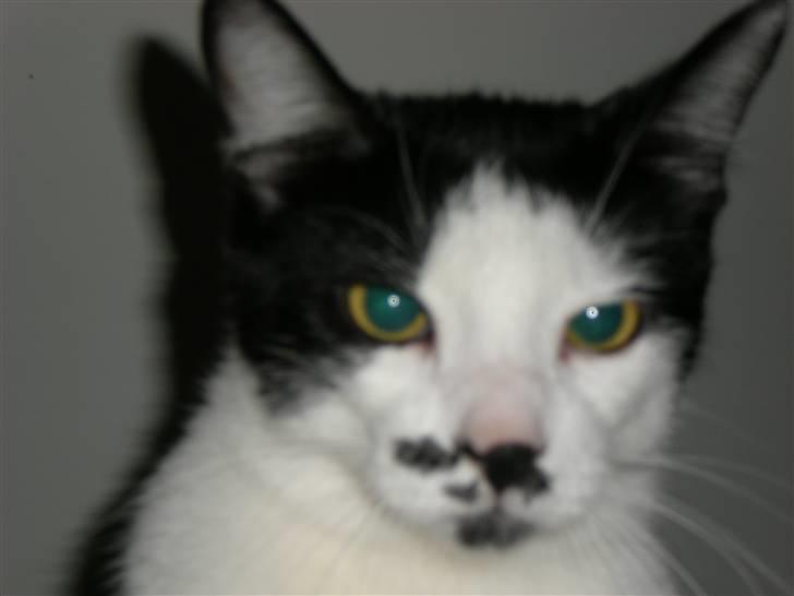 Huskat Sarah - man er blevet lidt rundhovedet, for megt go´ mad måske billede 8