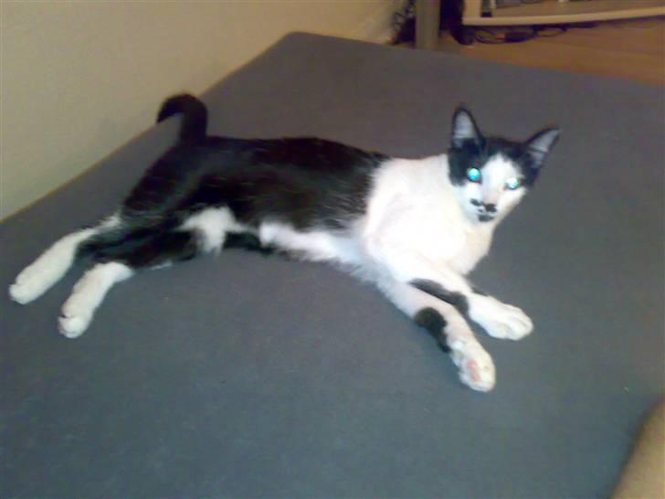 Huskat Sarah - ligger lige og fiser den af billede 10