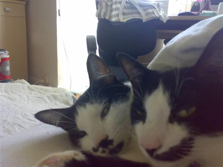 Huskat Sasha - Mn dejlige søster og mig, ens vi har det bedst billede 10