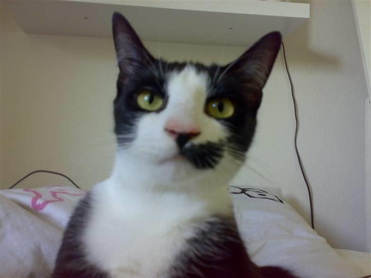 Huskat Sasha - Lige vågnet, så fjern det kamera nu! :) billede 11