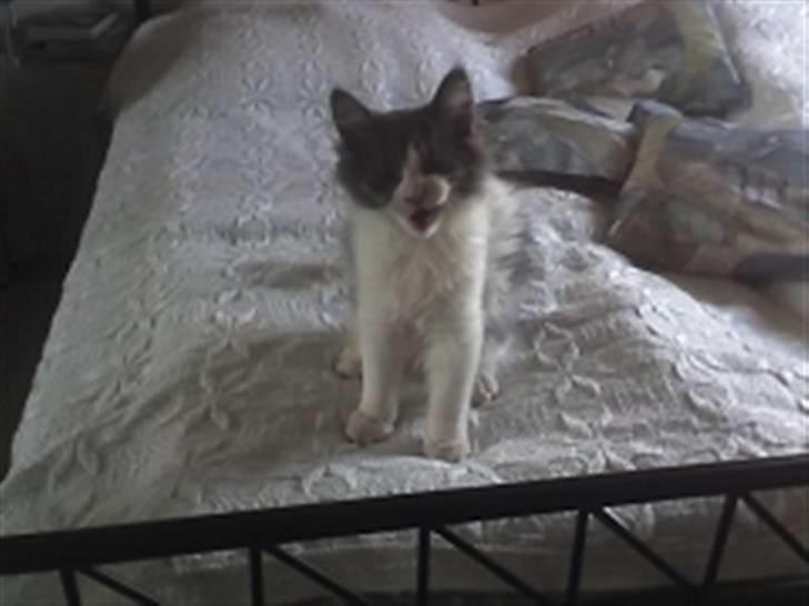 Huskat Anton billede 1