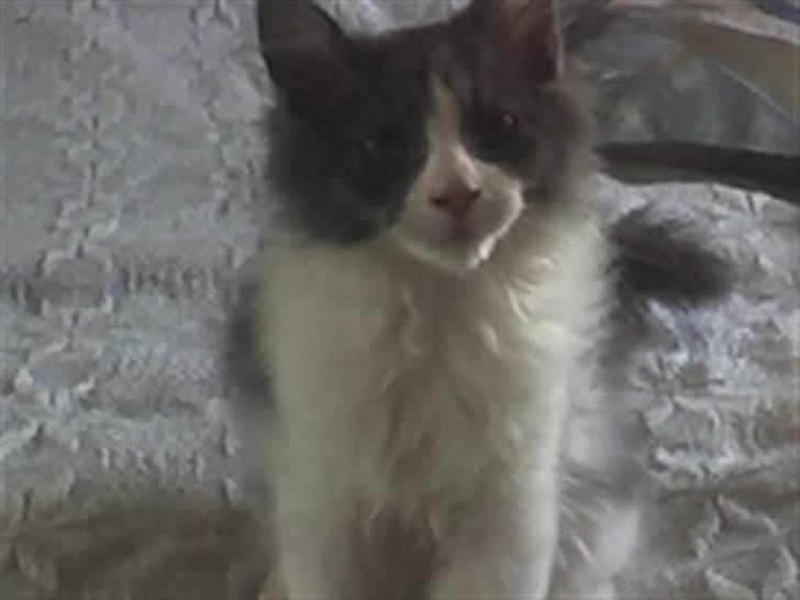 Huskat Anton billede 2