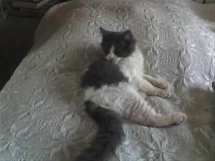 Huskat Anton billede 3