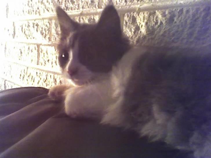 Huskat Anton billede 4