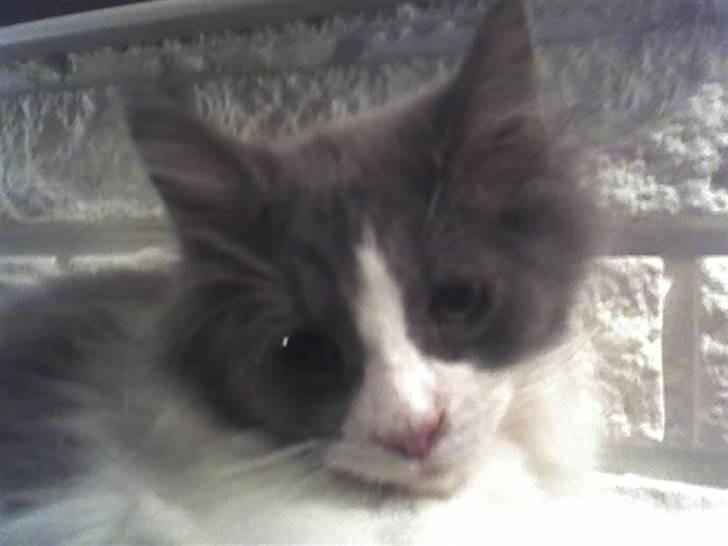 Huskat Anton billede 5