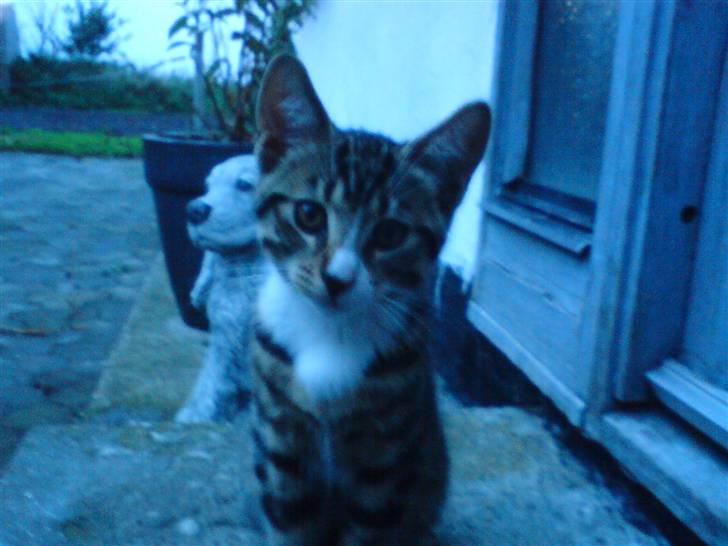 Blanding af racer Rambo billede 1