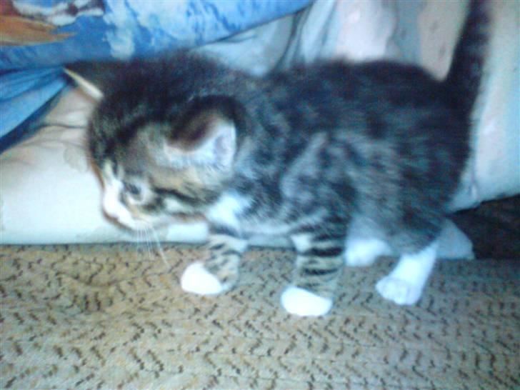 Blanding af racer Rambo billede 2