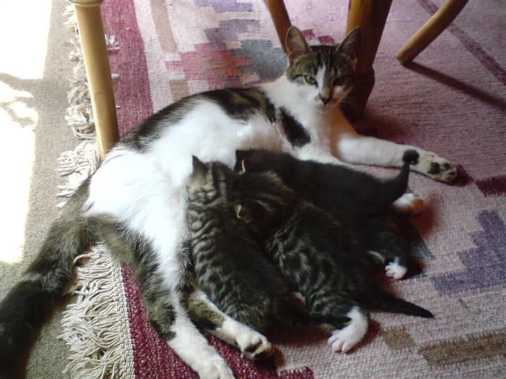 Blanding af racer Rambo billede 5