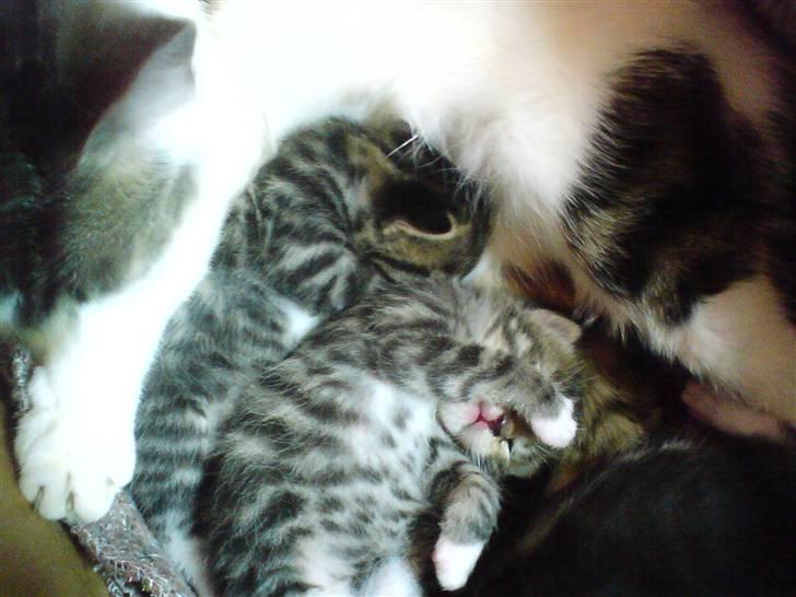 Blanding af racer Rambo billede 6