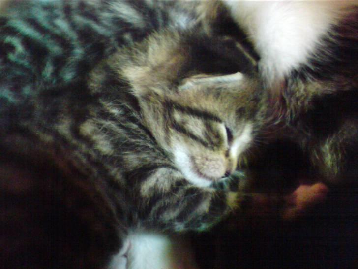 Blanding af racer Whiskas billede 1