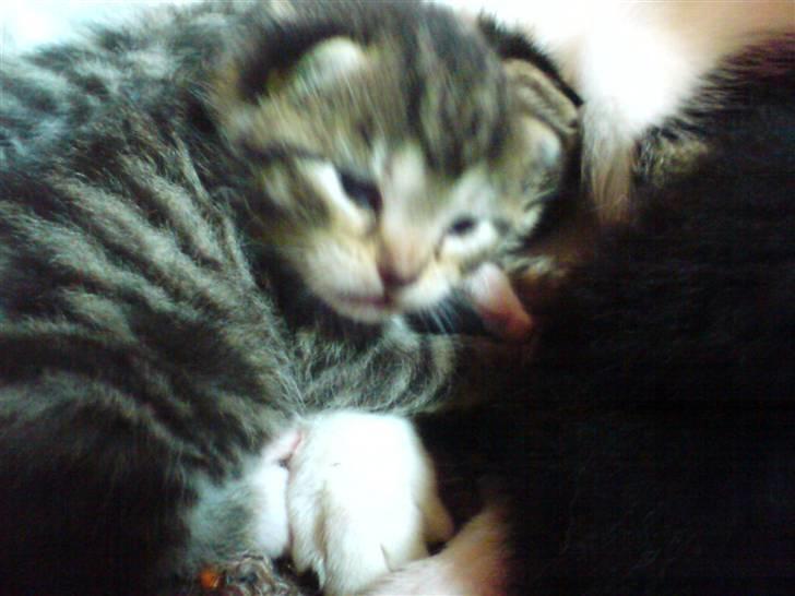 Blanding af racer Whiskas billede 2