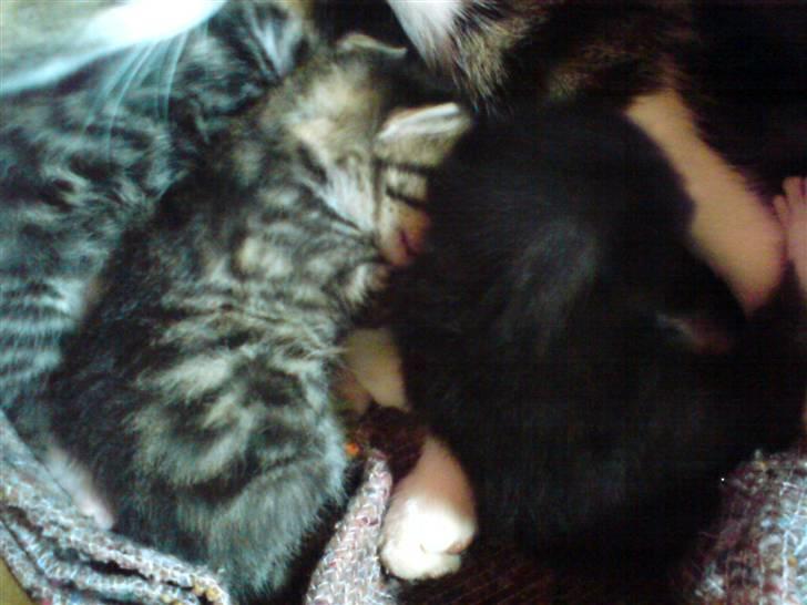 Blanding af racer Whiskas billede 3