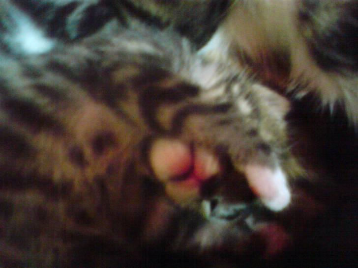 Blanding af racer Whiskas billede 4