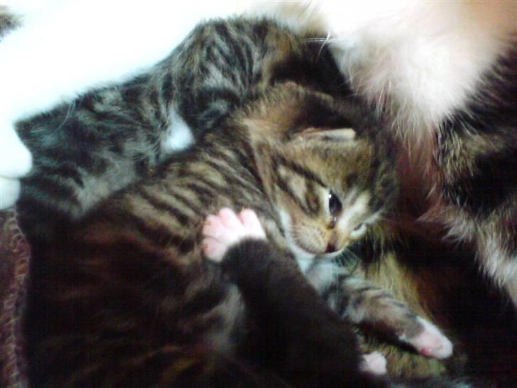 Blanding af racer Whiskas billede 5