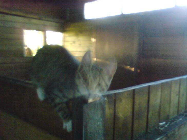 Blanding af racer Whiskas - Taget med mobil derfor kvaliteten  billede 6