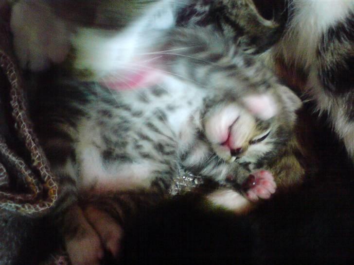 Blanding af racer Whiskas billede 7