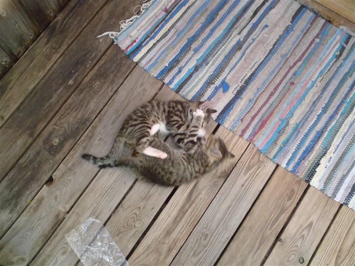 Blanding af racer Whiskas billede 8