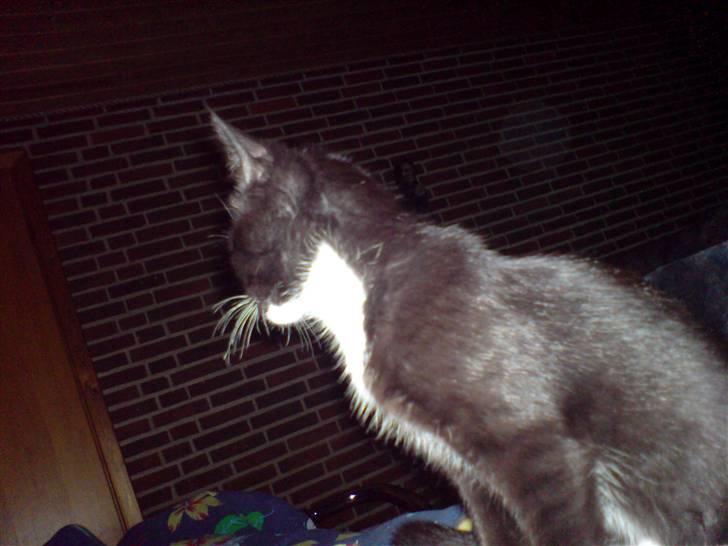 Huskat Tisser billede 1