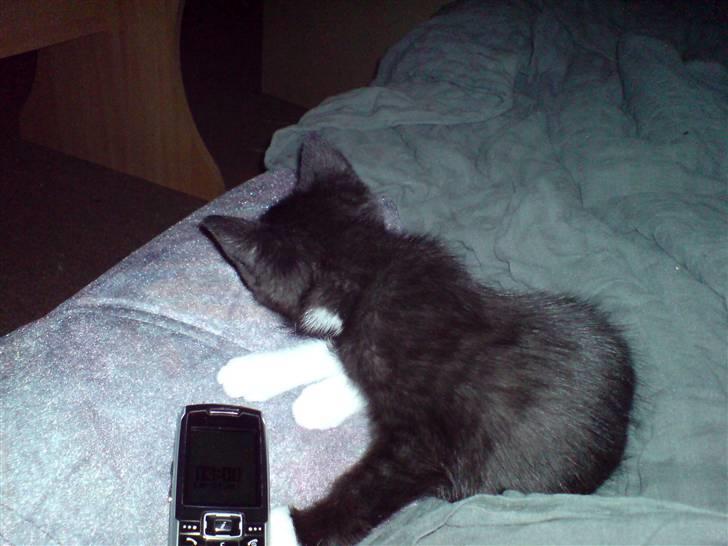 Huskat Tisser billede 2