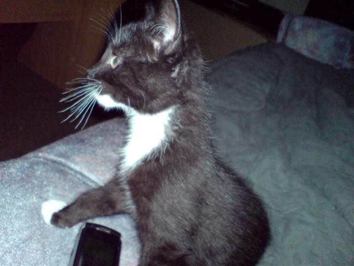 Huskat Tisser billede 3