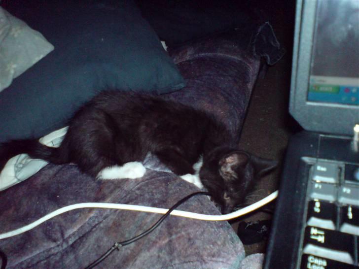 Huskat Tisser billede 4