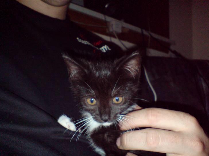 Huskat Tisser billede 5