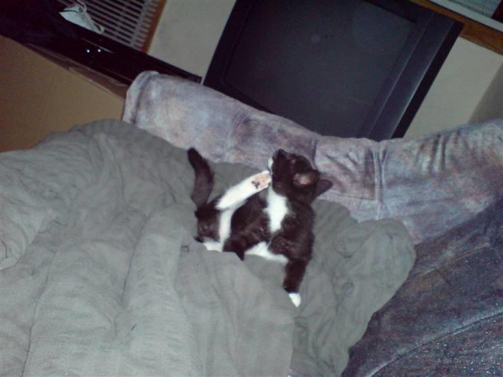 Huskat Tisser billede 6