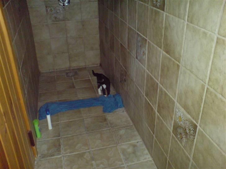 Huskat Tisser billede 7