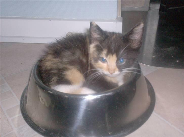 Huskat Beauty billede 1