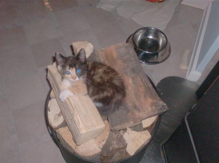 Huskat Beauty billede 2