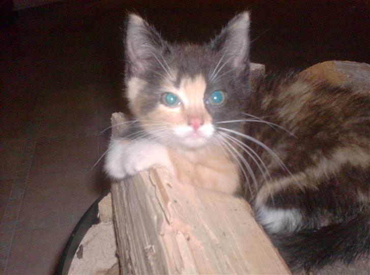 Huskat Beauty billede 3