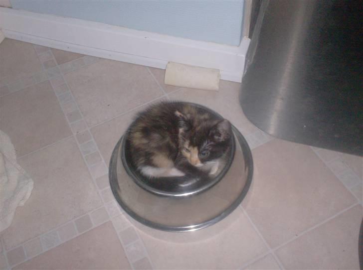 Huskat Beauty billede 4